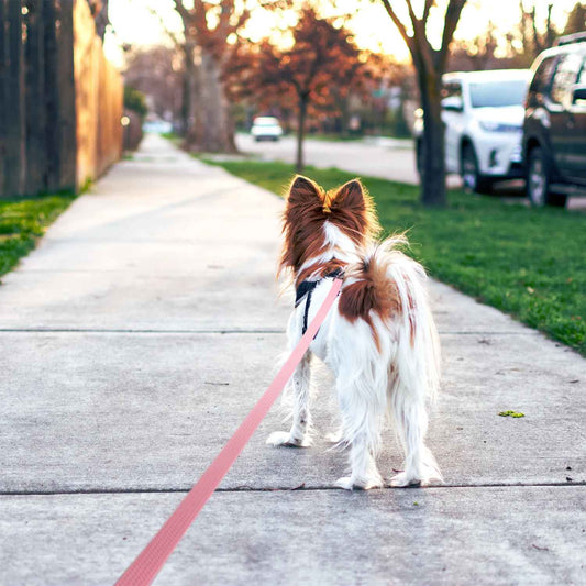 Petit chien épagneul papillon en promenade sur un trottoir, portant une longe en PVC rose imperméable de la collection Pitou partout, illustrant la légèreté du matériel.