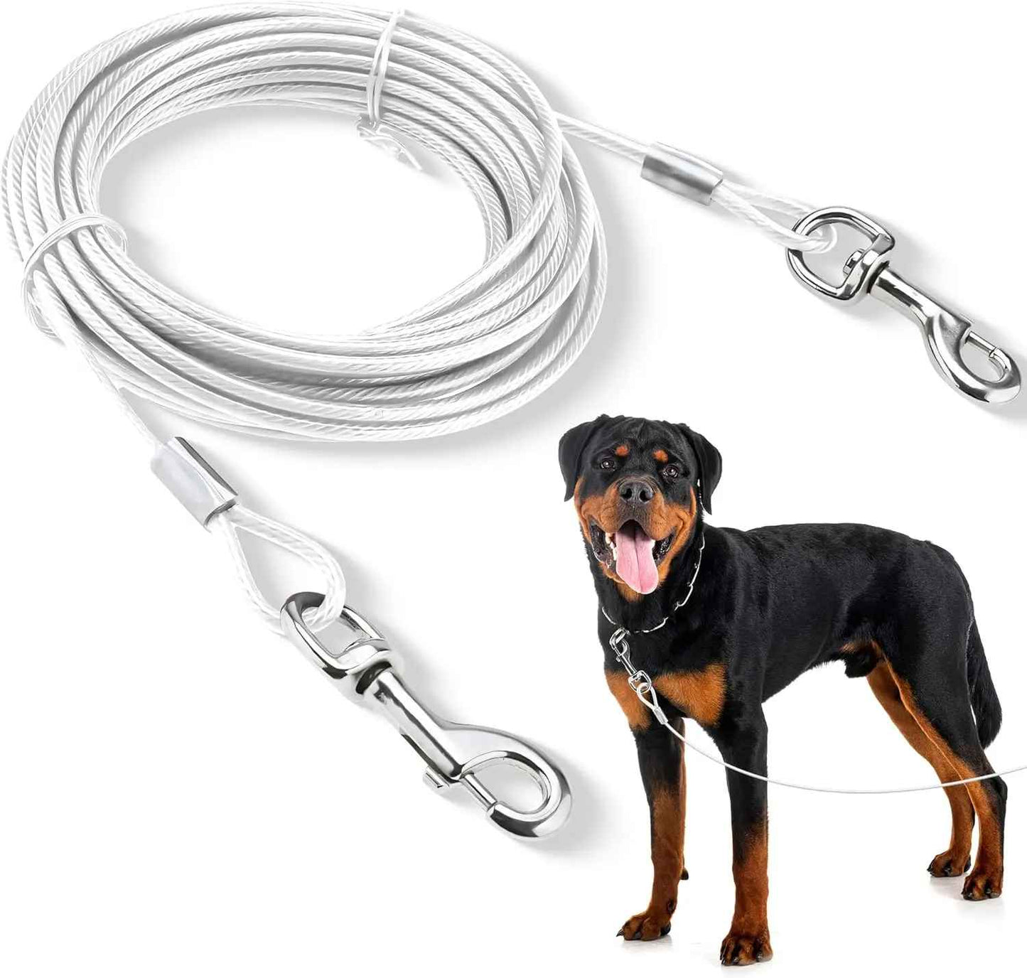 Longe pour chien en câble d'acier inoxydable avec revêtement vinyle blanc, montrée à côté d'un Rottweiler pour illustrer sa résistance et sa sécurité pour les grands chiens puissants.