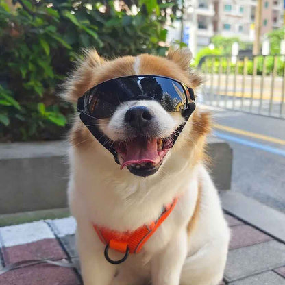 Lunettes noires pour petit chien, protection contre le vent et les UV, masque de soleil ajustable pour chien de type Corgi ou Spitz, boutique Pitou et moi.