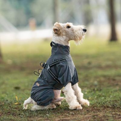 Chien Fox-Terrier à poil dur portant le manteau imperméable Nova gris anthracite avec col montant, illustrant la protection complète du corps et l'ajustement ergonomique pour les sorties pluvieuses.