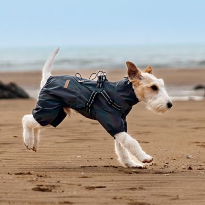 Chien Fox-Terrier courant sur une plage portant le manteau Nova en version multi-reflet, montrant l'effet hautement réfléchissant du tissu gris qui s'illumine pour une sécurité maximale la nuit.