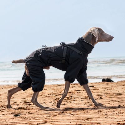 Chien de race Braque de Weimar marchant sur une plage, portant le manteau Nova noir intégral avec harnais intégré, offrant une protection imperméable et coupe-vent complète pour les pattes et le corps.