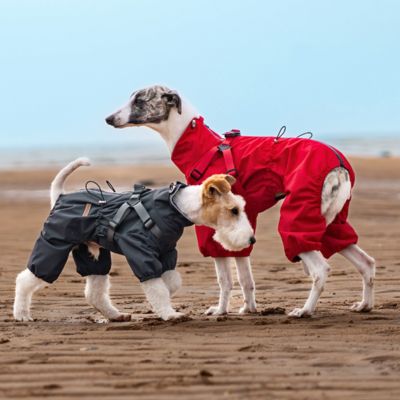 Deux chiens (un petit Fox-Terrier et un grand Braque) portant le manteau Nova en rouge et gris sur une plage, démontrant que la protection imperméable s'adapte à toutes les tailles de chiens.