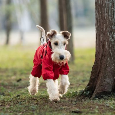 Chien Fox-Terrier à poil dur courant en forêt avec le manteau imperméable Nova rouge vif, mettant en avant la visibilité de la couleur et la liberté de mouvement pour les activités de plein air.