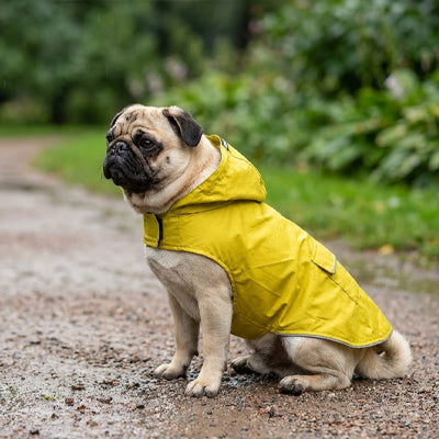 Petit chien de race Carlin assis à l'extérieur portant le manteau imperméable Marcus jaune avec capuche.