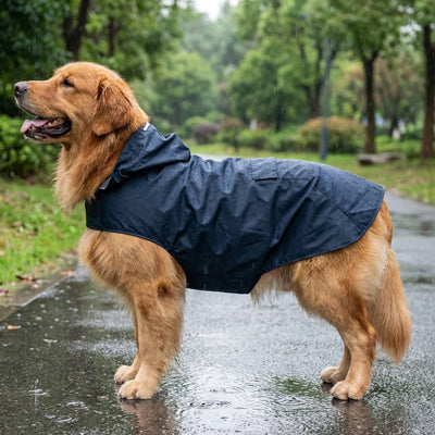 Chien de race Golden Retriever portant le manteau imperméable Marcus bleu marin avec capuche, marchant sur un chemin mouillé après la pluie.