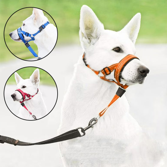 Présentation des trois coloris du licou Gueule D'ange sur un Berger Blanc Suisse : le modèle orange porté en image principale, avec des vignettes montrant les variantes bleu et rouge pour une visibilité personnalisée.