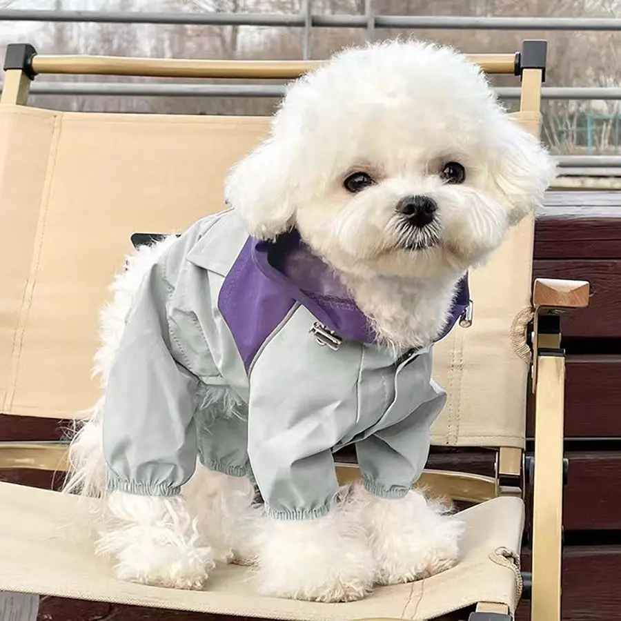 Petit chien blanc à poil frisé assis sur une chaise de jardin, portant la combinaison imperméable Petit Moussaillon grise avec un col violet contrastant.