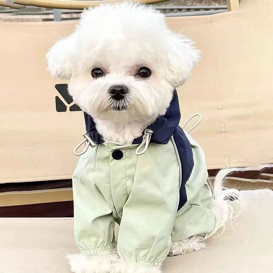Petit chien blanc (type Bichon) portant la combinaison imperméable Petit Moussaillon vert pâle et bleu marine, vue de face avec capuche baissée.