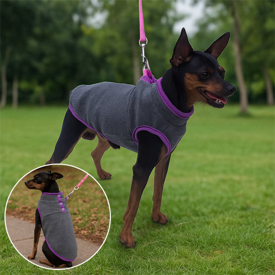 chien pinsher en laisse avec pull pour chien gris et violet