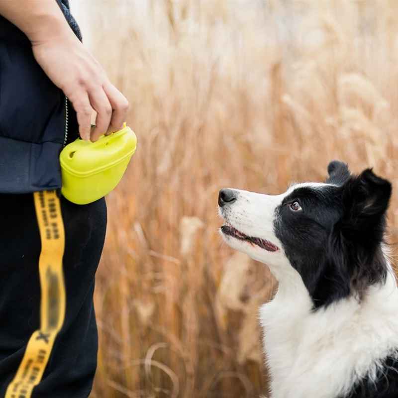 Pochette de dressage pour chien en silicone avec clip ceinture, modèle jaune utilisé pour l'éducation positive d'un Border Collie.