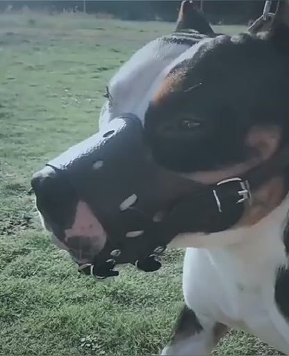 Vidéo muselière pour chien en cuir noir, modèle ajustable Muzzle-Flex, démonstration de confort et de sécurité en extérieur, Pitou et moi.