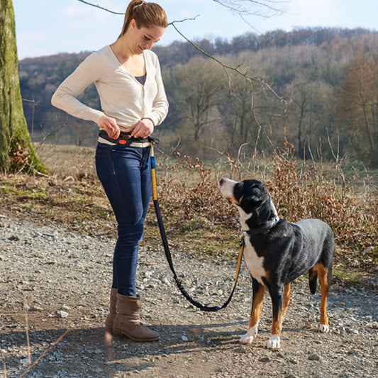 Femme en forêt ajustant une ceinture de jogging avec une laisse mains libres jaune reliée à un grand chien noir et blanc (Bouvier Bernois) assis à ses côtés.