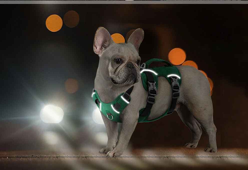 Bouledogue français portant le harnais UniDog vert de nuit, montrant l'efficacité des bandes réfléchissantes haute visibilité sous les lumières de la ville pour une sécurité maximale lors des balades nocturnes.