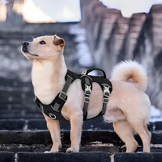 Chien beige portant le harnais UniDog noir avec poignée dorsale, debout sur des marches en pierre en extérieur, illustrant le design robuste et ajustable du produit.