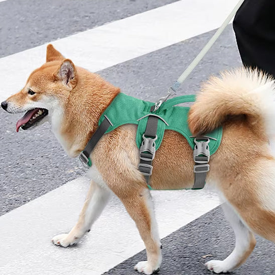 Chien de race Shiba Inu portant le harnais UniDog vert pomme en traversant un passage piéton, illustrant l'utilisation urbaine sécurisée et la visibilité des sangles réglables.