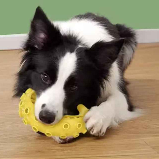 Chien Border Collie allongé mâchant un jouet de dentition Zen-Mâch jaune en caoutchouc durable pour l'hygiène dentaire et le nettoyage du tartre.