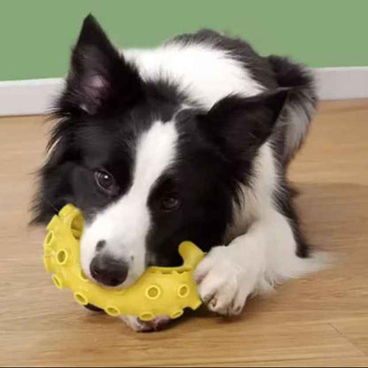 Chien Border Collie allongé mâchant un jouet de dentition Zen-Mâch jaune en caoutchouc durable pour l'hygiène dentaire et le nettoyage du tartre.